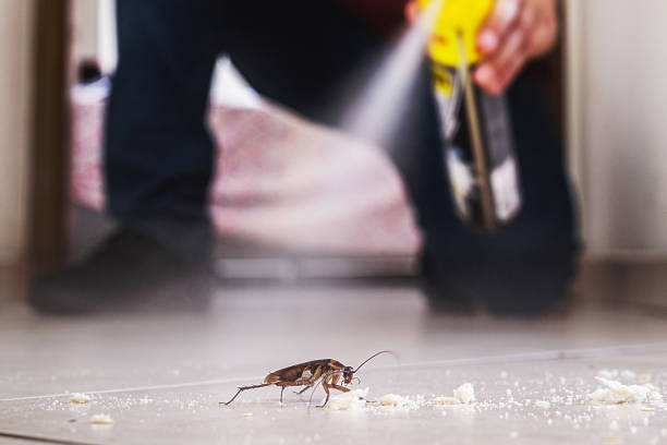 Best Insect Control  in Hlsboro, IL